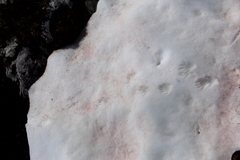 Marmota marmota