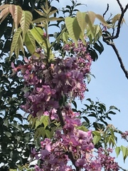 Ungnadia speciosa