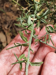 Genista tricuspidata