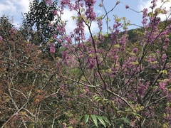 Ungnadia speciosa