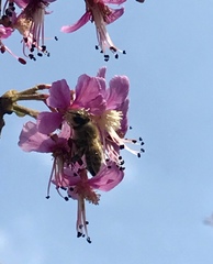 Ungnadia speciosa