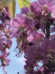 Ungnadia speciosa