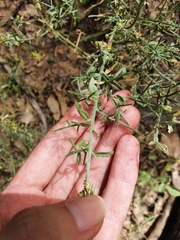 Genista tricuspidata