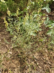 Genista tricuspidata