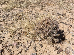 Coryphantha robustispina uncinata