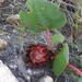 Protea cordata - Photo 由 Liz Hutton 所上傳的 (c) Liz Hutton，保留部份權利CC BY-NC