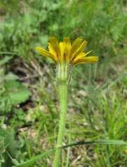 Leontodon caucasicus