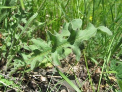 Leontodon caucasicus