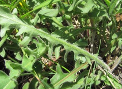 Leontodon caucasicus