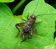 Loxoblemmus