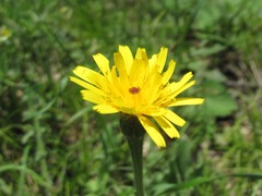 Leontodon caucasicus