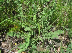 Leontodon caucasicus