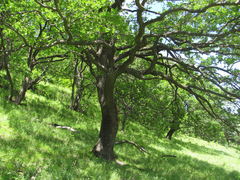 Quercus macranthera