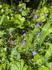Geranium pseudosibiricum