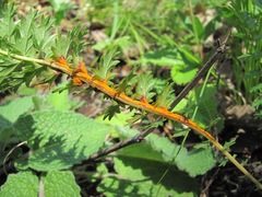 Triphragmium filipendulae