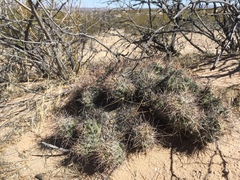 Coryphantha macromeris macromeris