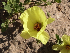 Cienfuegosia hispida