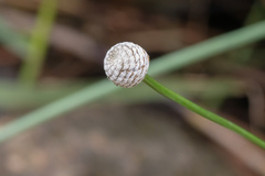Eriocaulon tonkinense