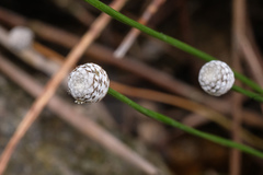 Eriocaulon tonkinense
