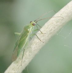 Orthotylus marginalis