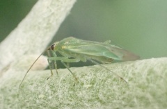 Orthotylus marginalis