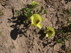 Cienfuegosia hispida