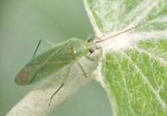 Orthotylus marginalis