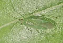 Orthotylus marginalis