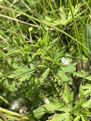 Geranium sibiricum