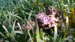 Pyura spinifera