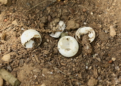 Apalone spinifera emoryi