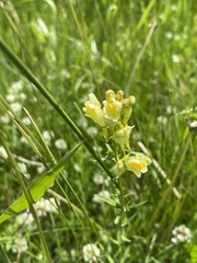 Linaria vulgaris