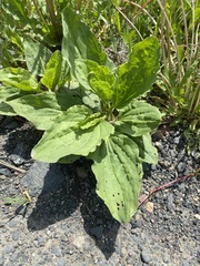 Plantago major
