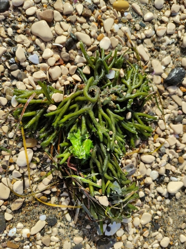 Dead Man's Fingers