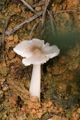 Termitomyces microcarpus