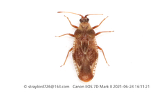 Physatocheila consueta