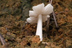Termitomyces microcarpus