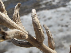 Mompha brevivittella