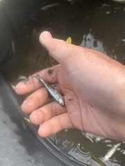 Notropis percobromus