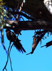 Platycercus elegans adelaidae