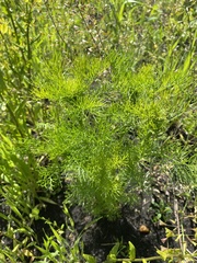 Tripleurospermum inodorum