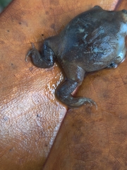 Gastrophryne carolinensis image
