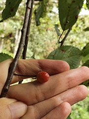 Prunus avium image