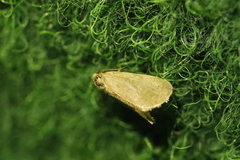 Bijugis bombycella