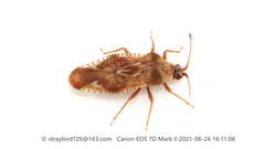 Physatocheila consueta