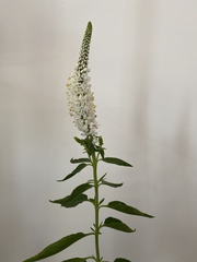 Veroniceae