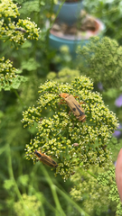 Chauliognathus discus