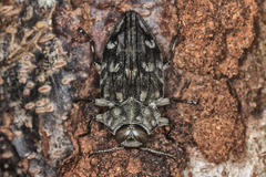 Chrysobothris tranquebarica