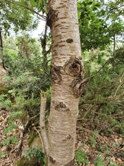 Prunus avium image