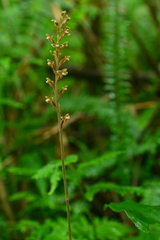 Erythrodes